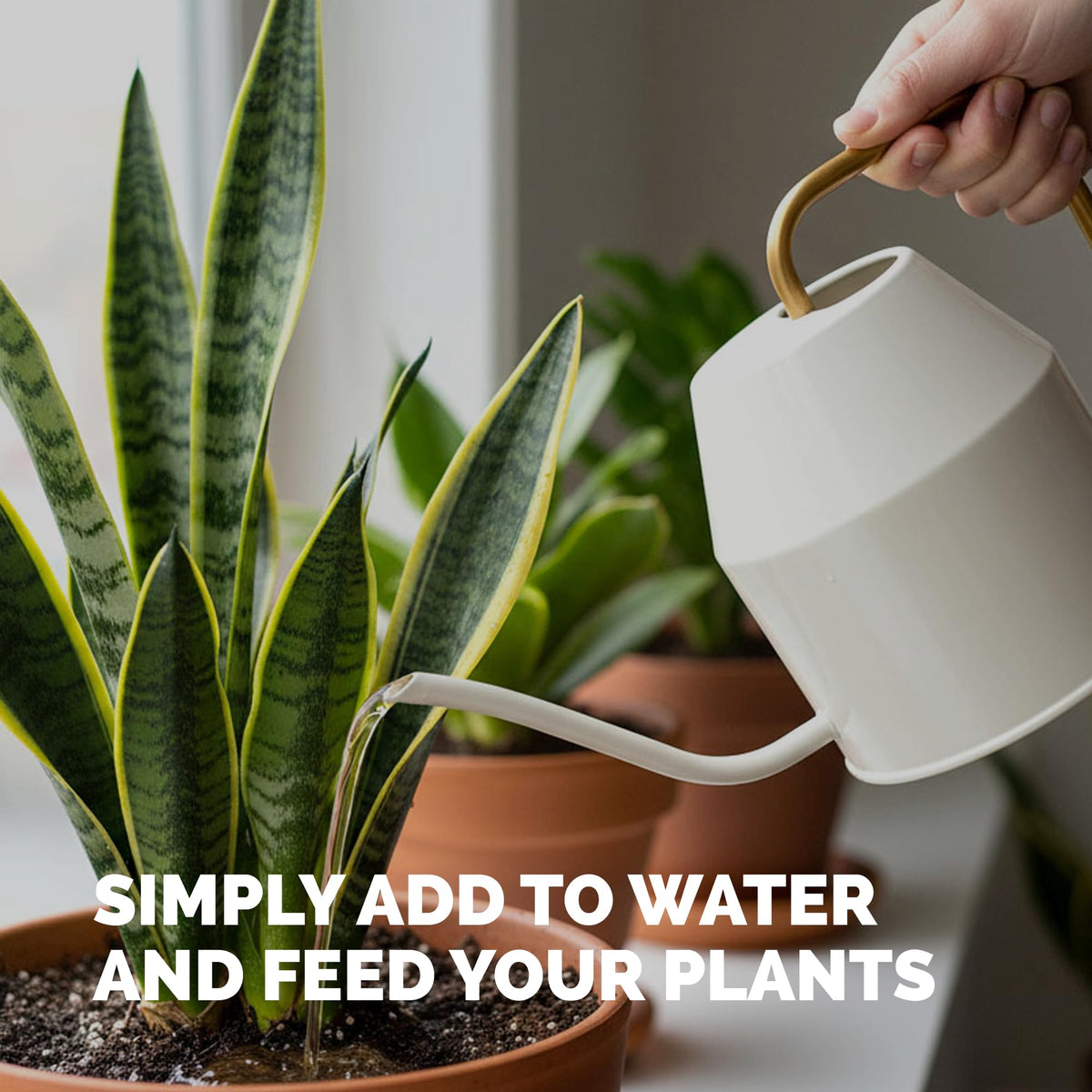 Indoor Plant Food Liquid Fertilizer 32oz V770806