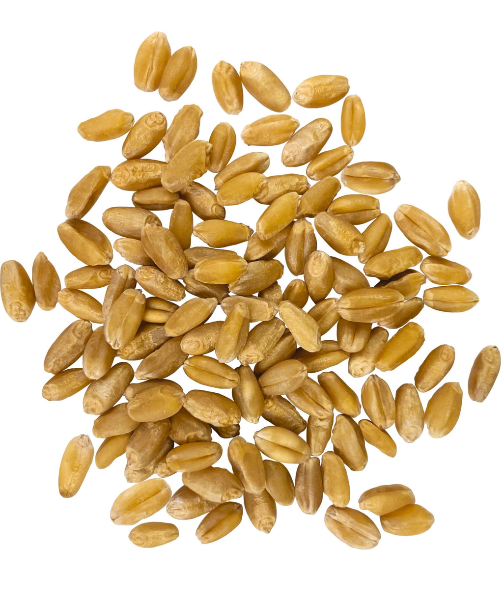 Hard White Wheat Berries 25 lbs O6562