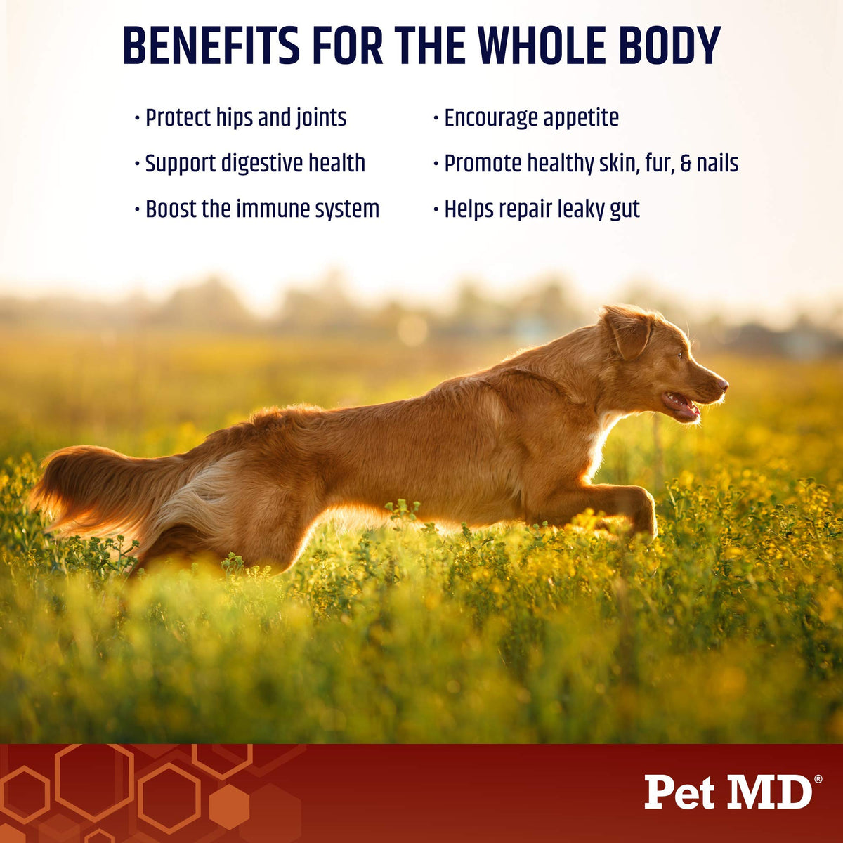 Bone Broth Powder Supplement & Pill Paste M3804