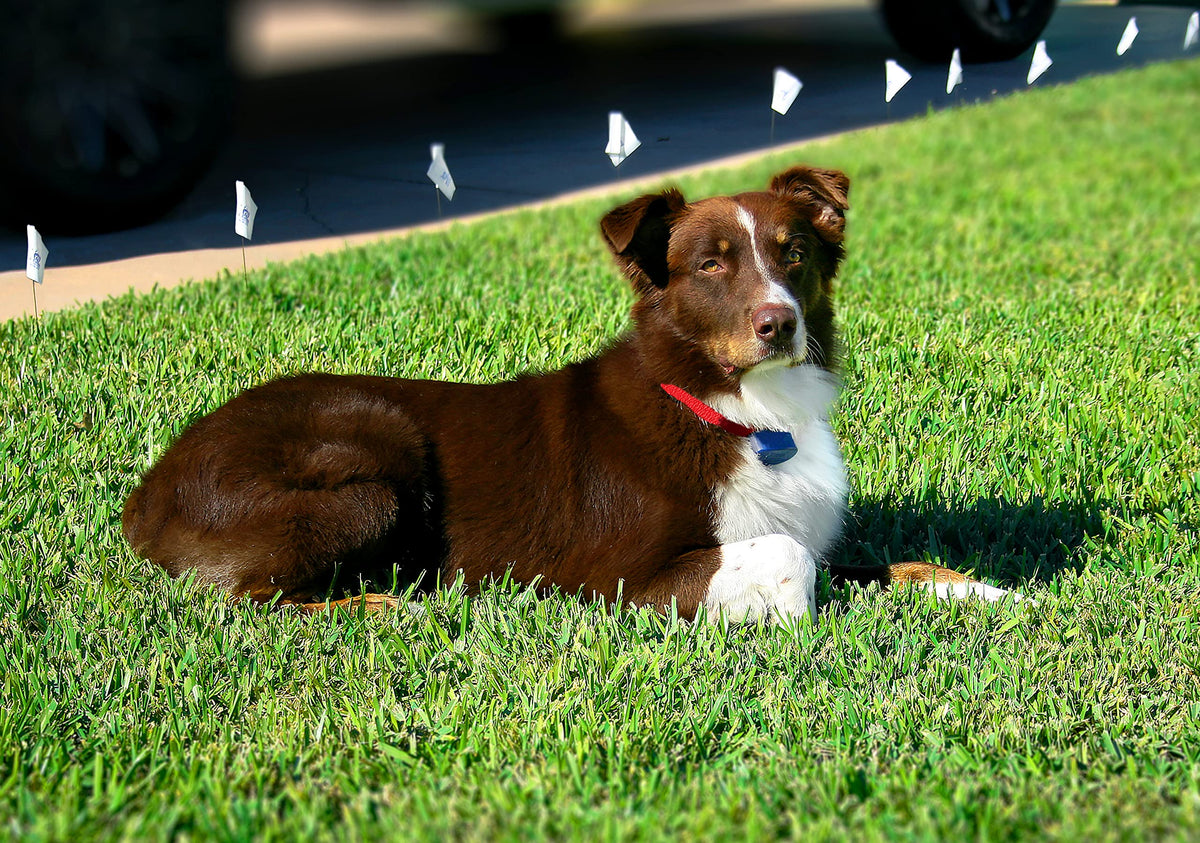 Dog Fence Add-On Receiver Collar B792